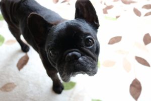 IMG_5560 (800x533)