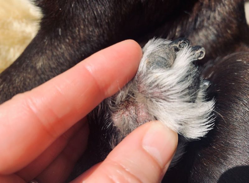 犬の指の間のお手入れ