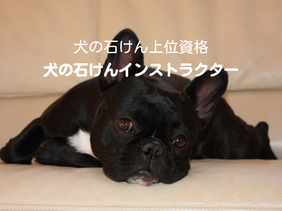 犬の石けんイントラクター