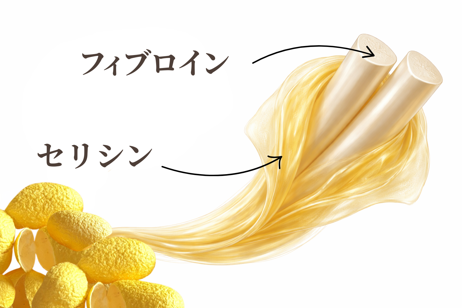 セリシンとフィブロイン